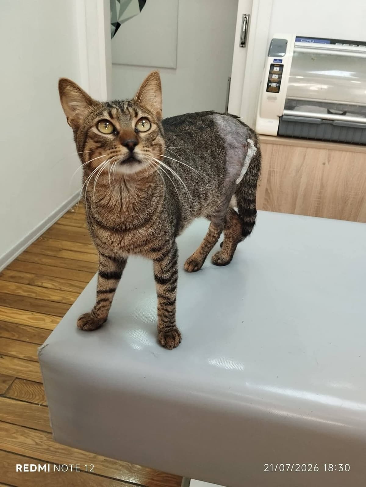 Simba Tekir Kedi, Antalya