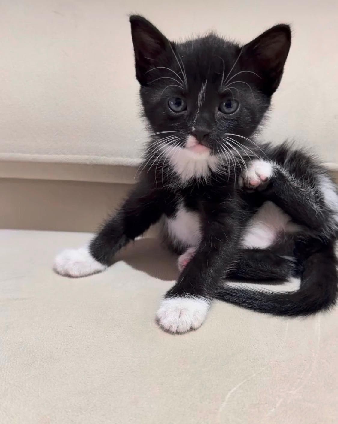 Milly Melez Kedi, Antalya
