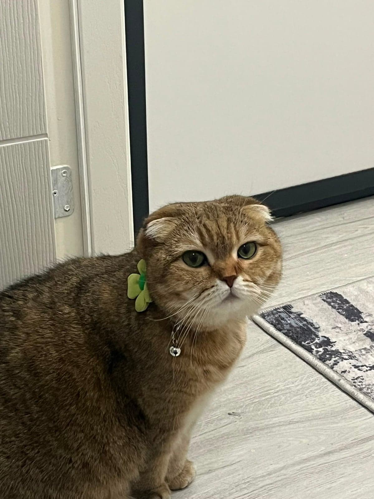 Maya British Shorthair Kedi, Antalya