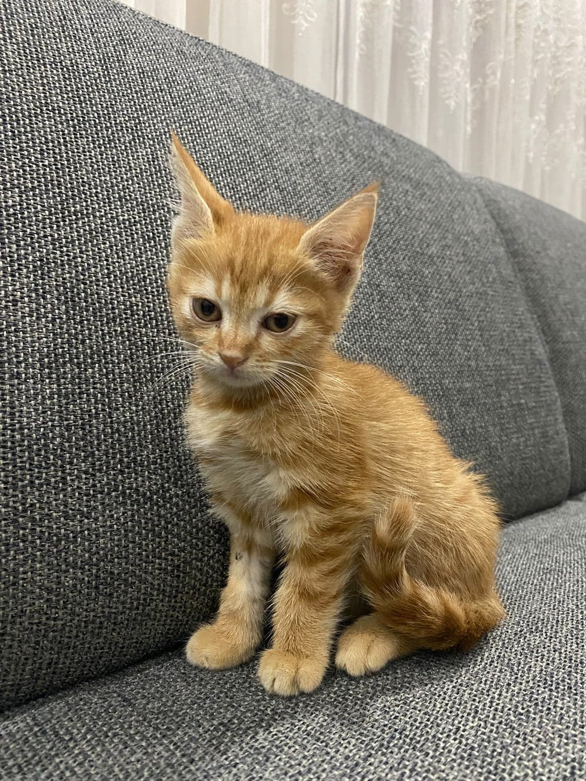Bal Melez Kedi, Antalya