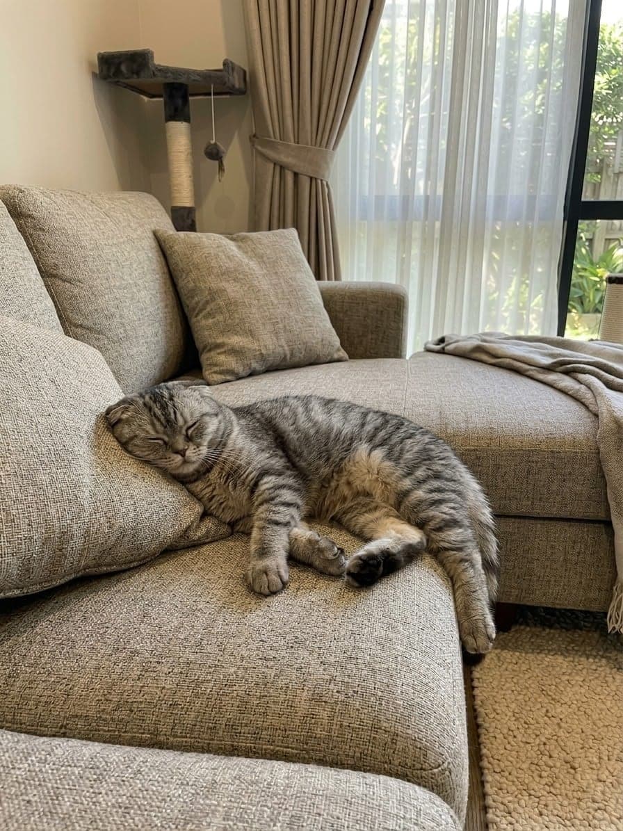 Molly Scottish Fold Kedi, Antalya