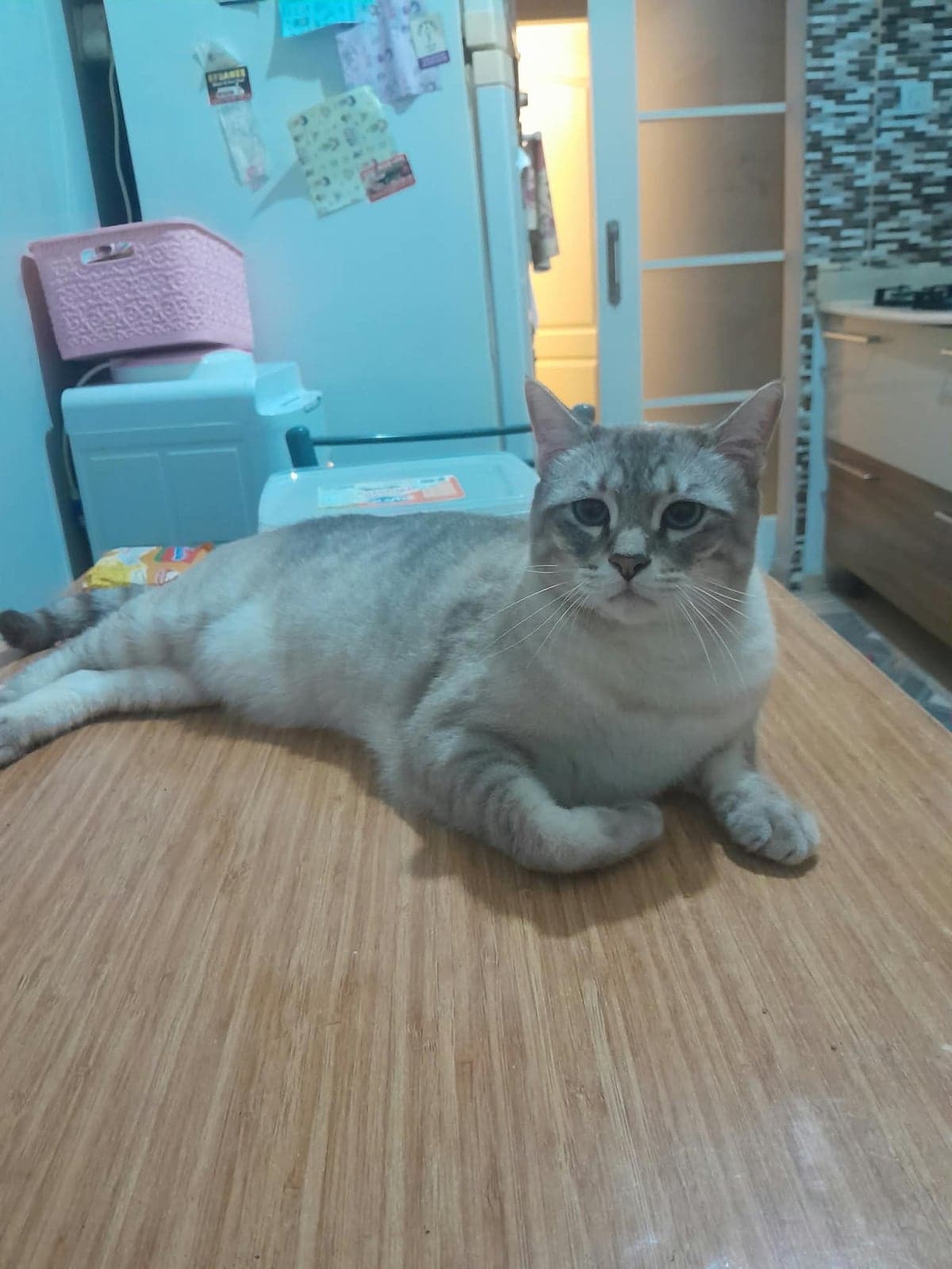 Felix British Shorthair Kedi, Antalya