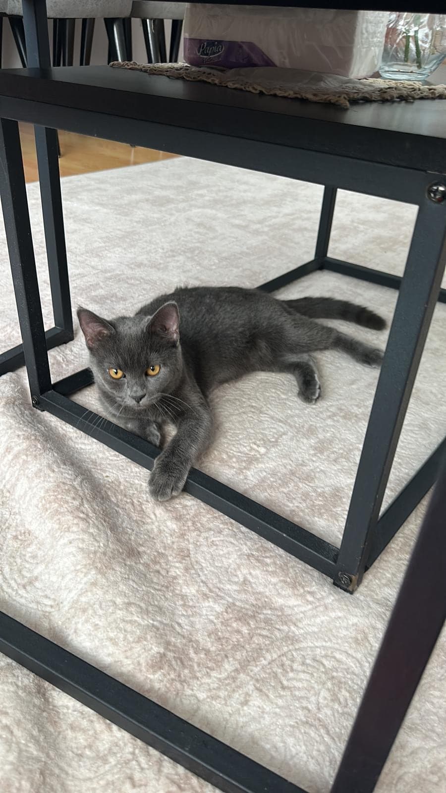 Smoky British Shorthair Kedi, Antalya