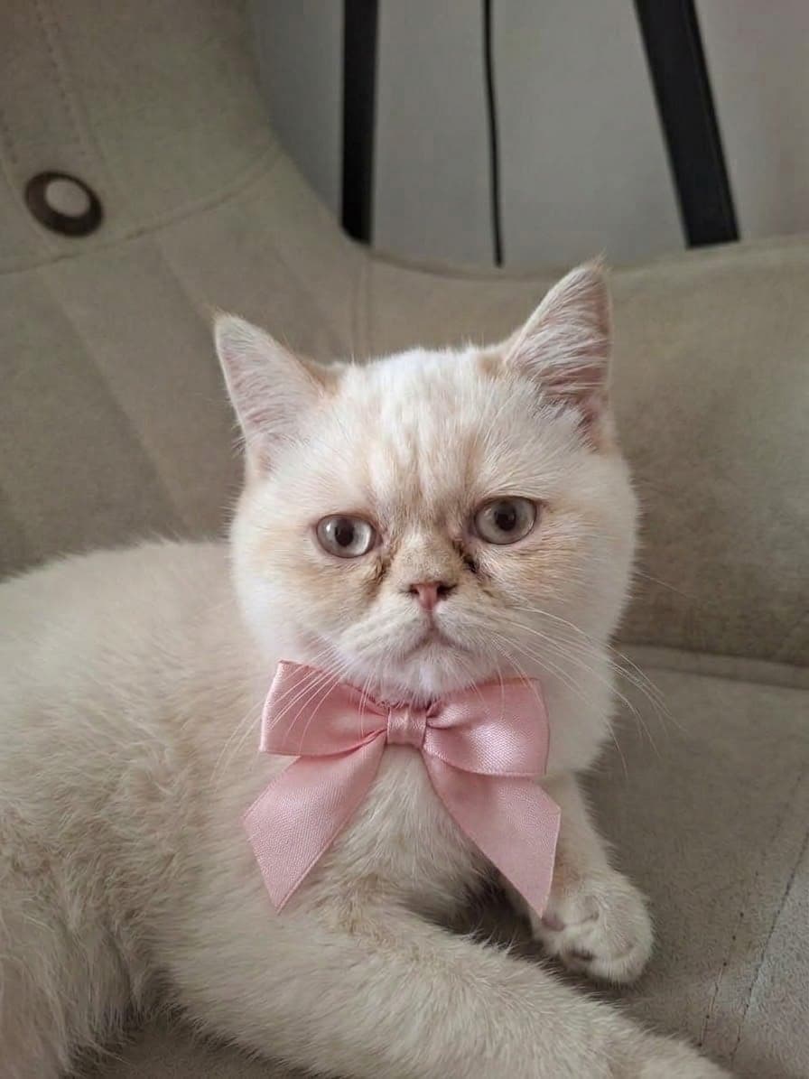 Lilly Persian Kedi, Antalya