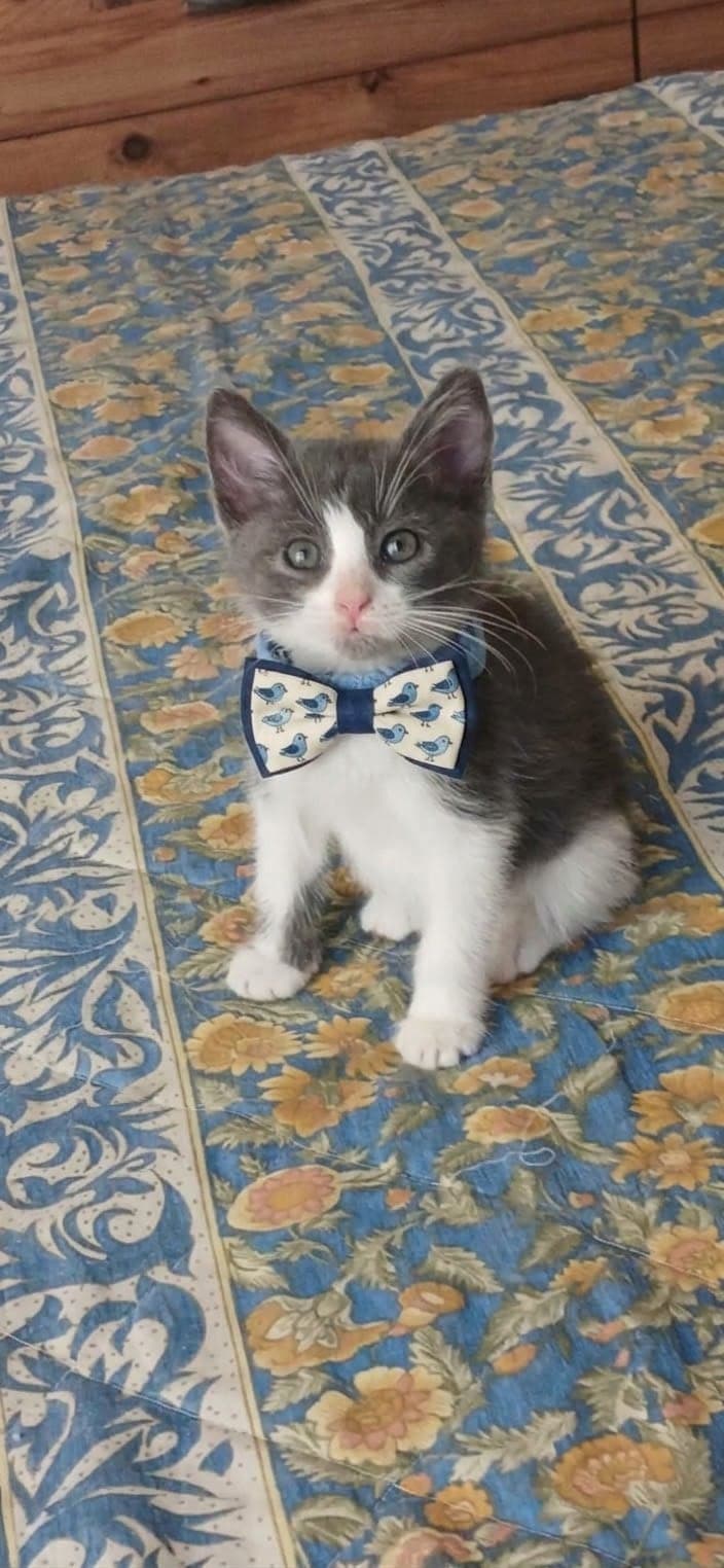 Ares Melez Kedi, Antalya