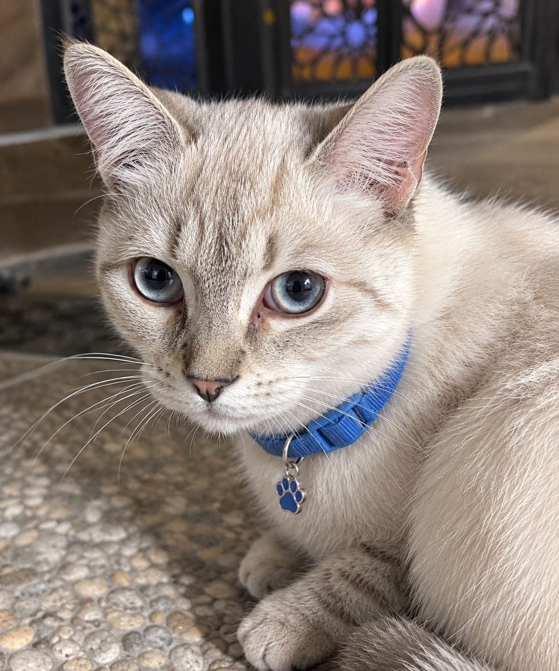 Alvin British Shorthair Kedi, Antalya