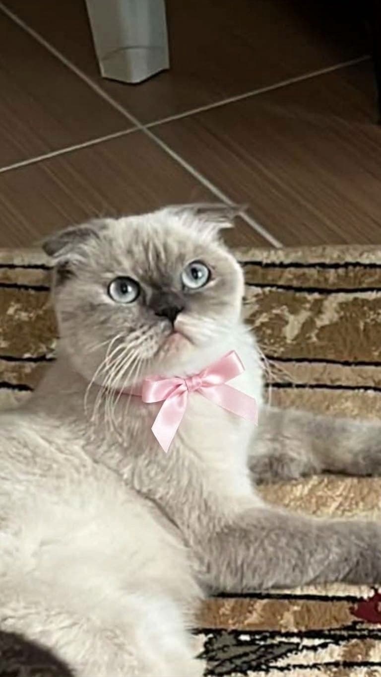 Mila Scottish Fold Kedi, Antalya
