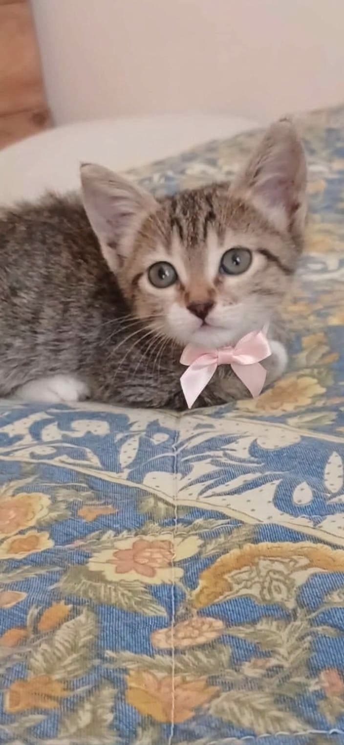 Lolly Tekir Kedi, Antalya