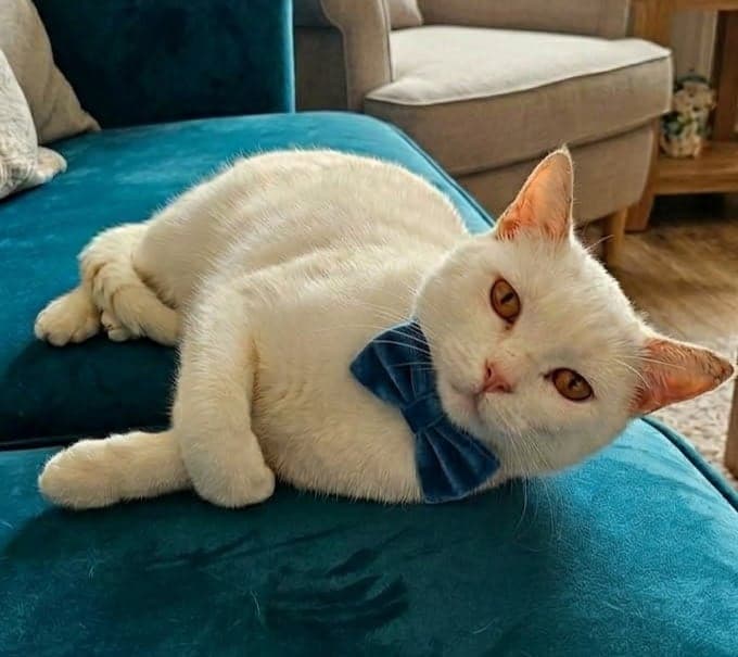 Tobi Melez Kedi, Antalya