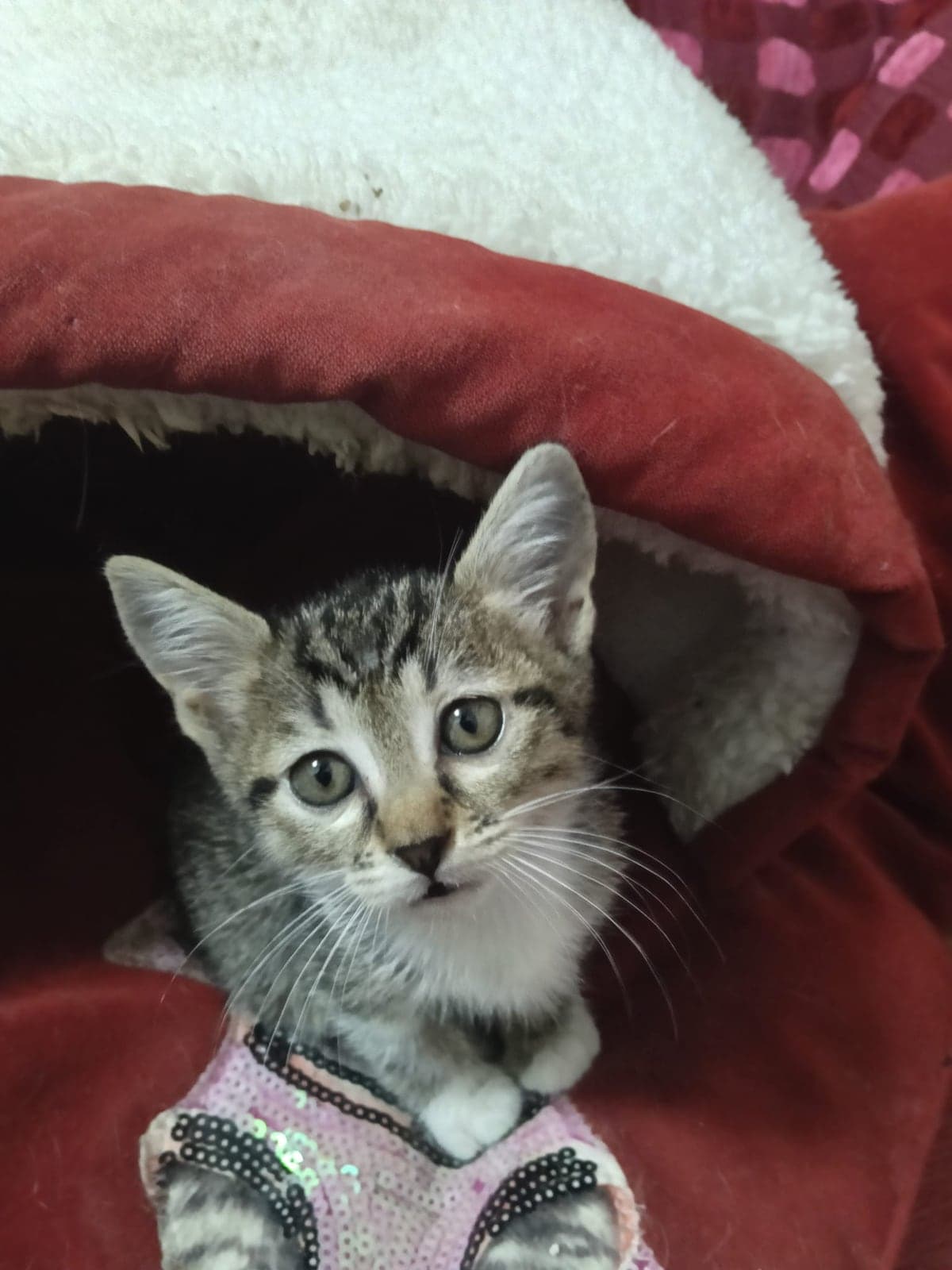 Şans Tekir Kedi, Antalya