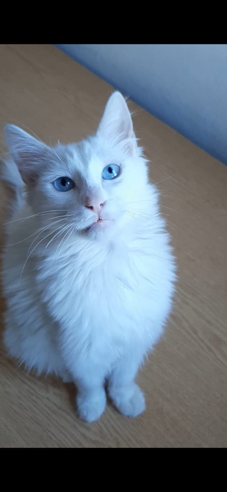 Sütlaç Ankara Kedisi Kedi, Antalya