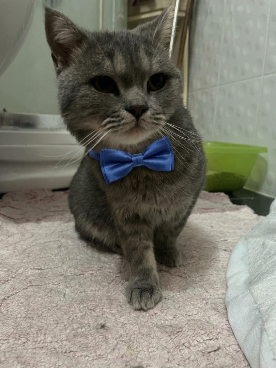 Ateş British Shorthair Kedi, Antalya