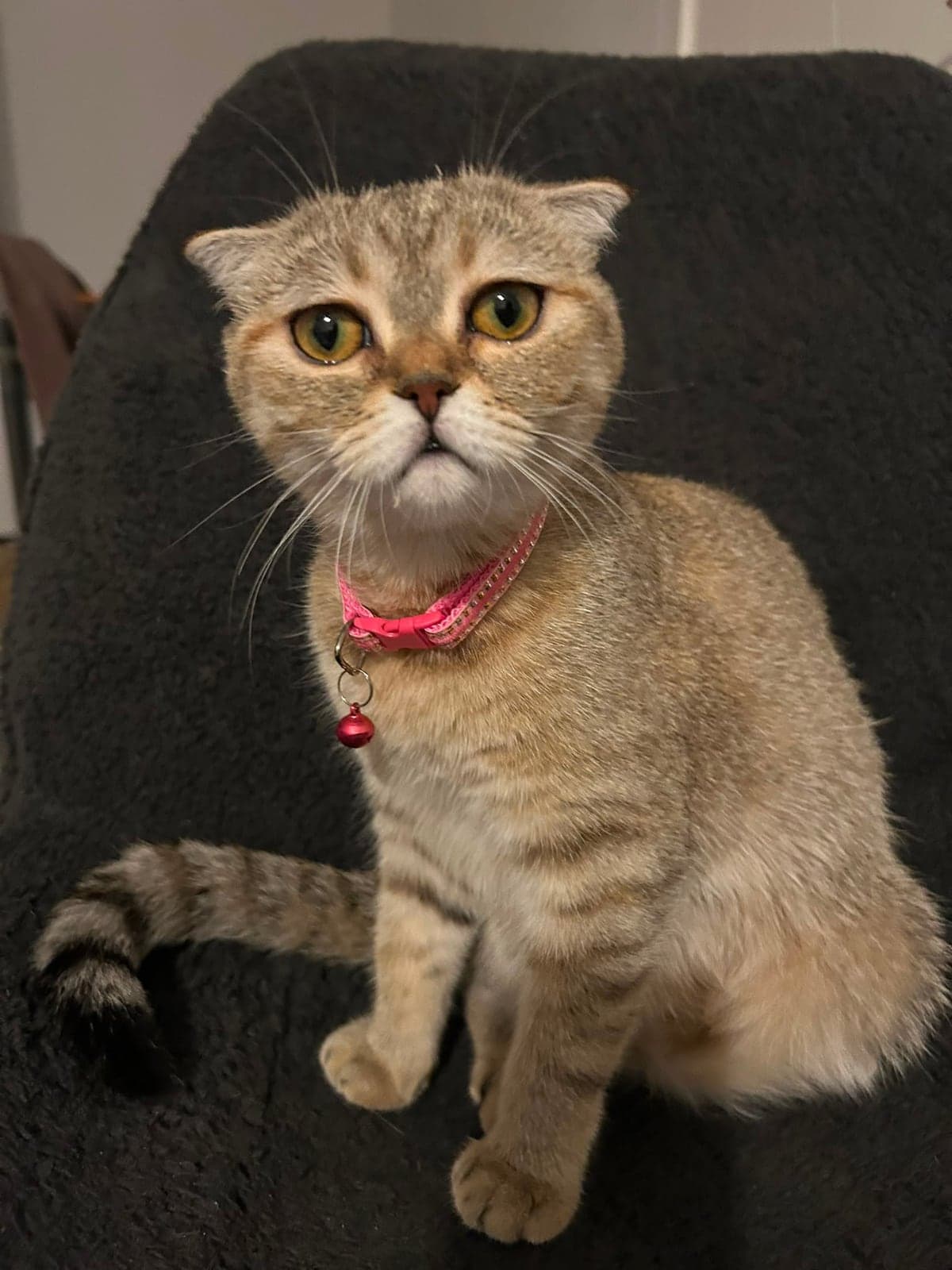 Lisa Scottish Fold Kedi, Antalya