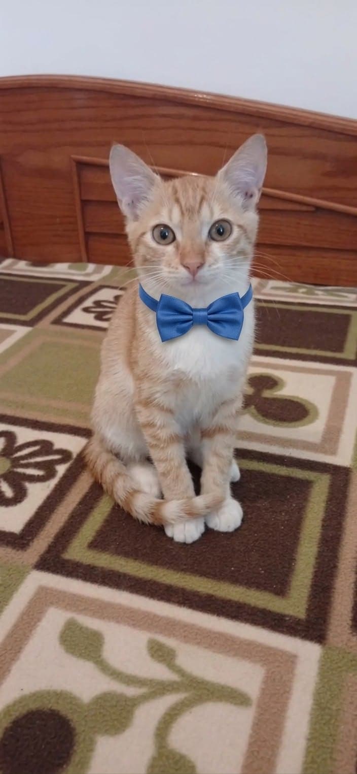 Lui Melez Kedi, Antalya