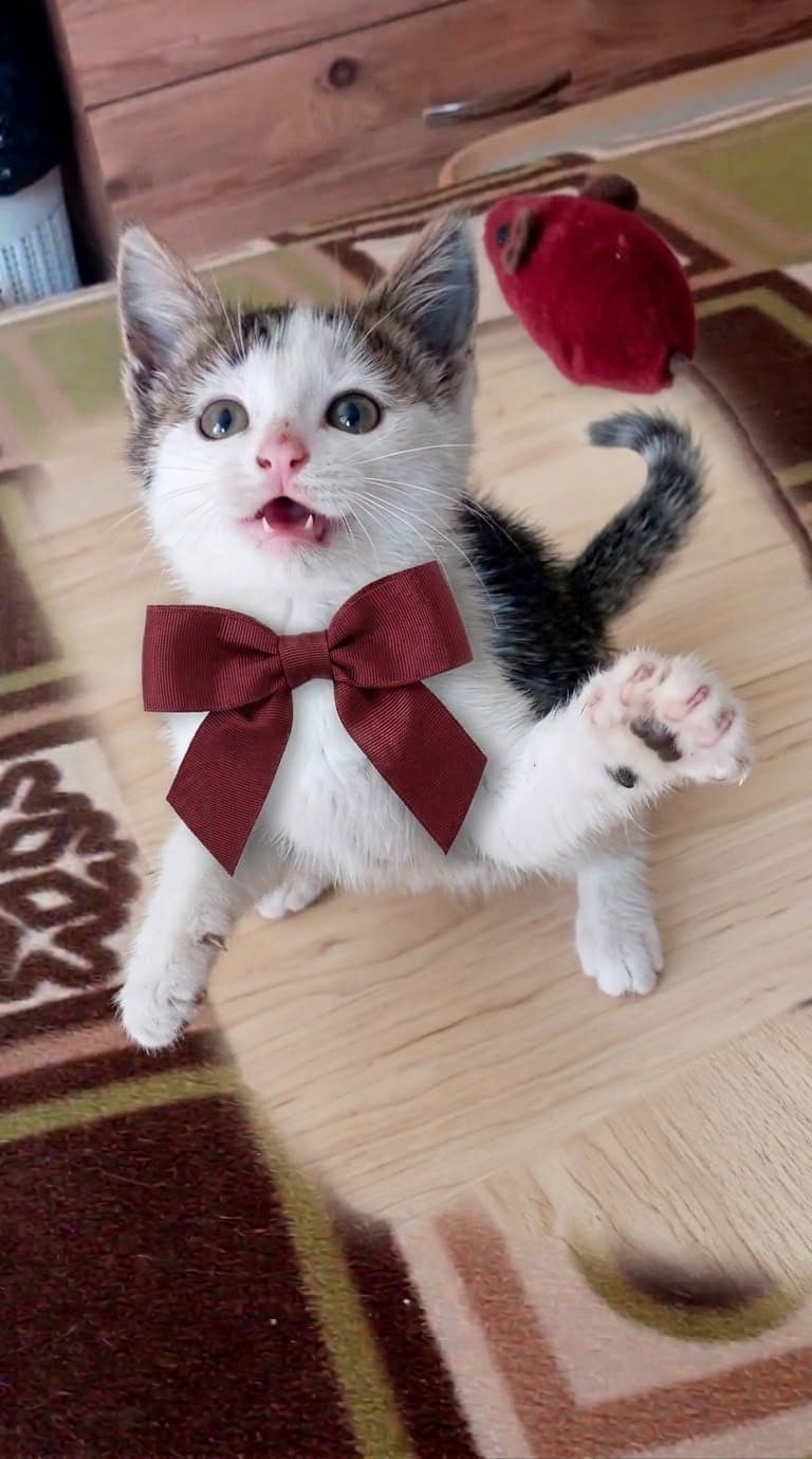 Pera Melez Kedi, Antalya