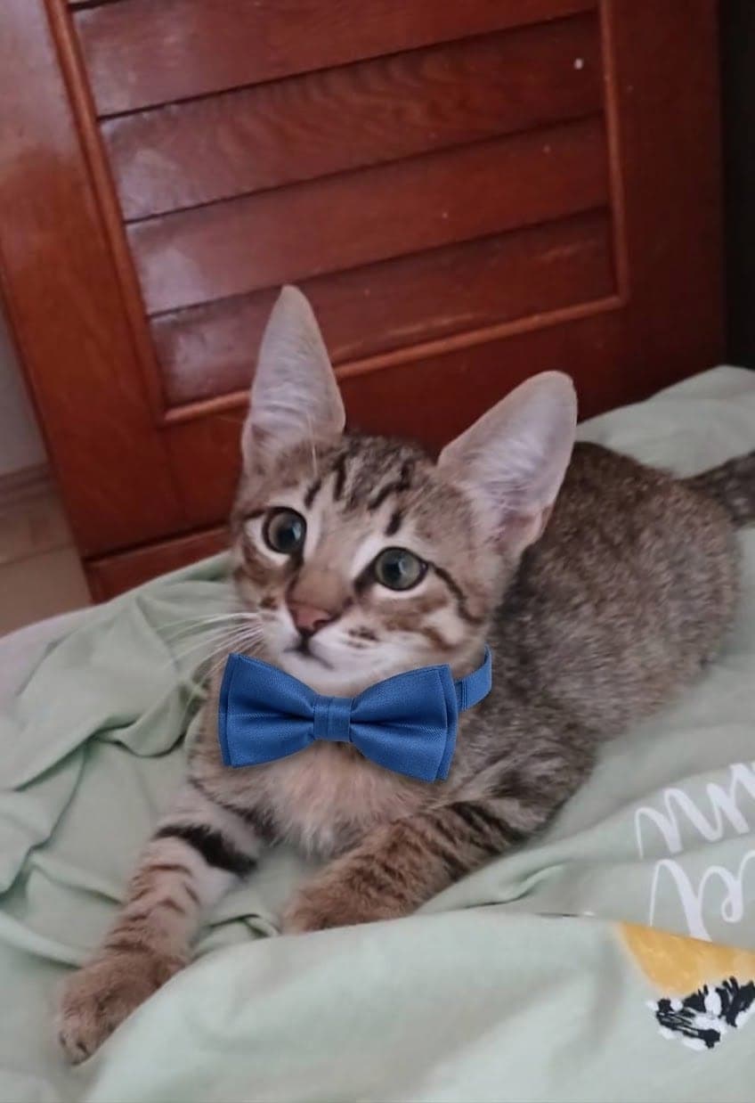 Teo Tekir Kedi, Antalya