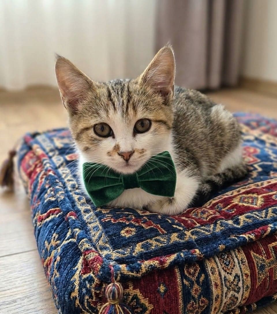Charly Tekir Kedi, Antalya