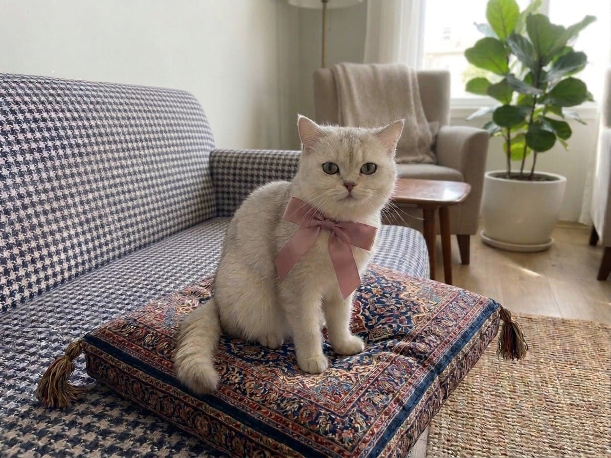 Pamuk British Shorthair Kedi, Antalya