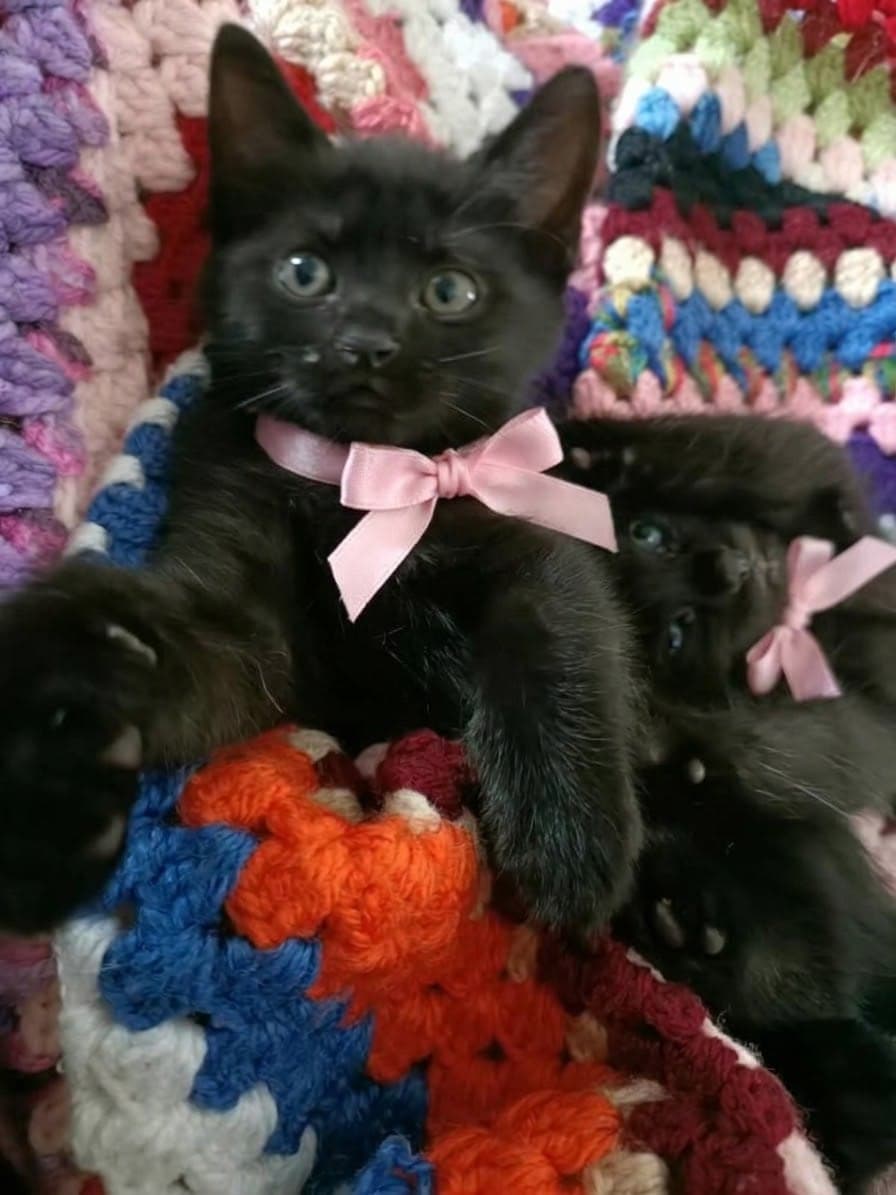 Milly ve Mikey British Shorthair Kedi, Antalya