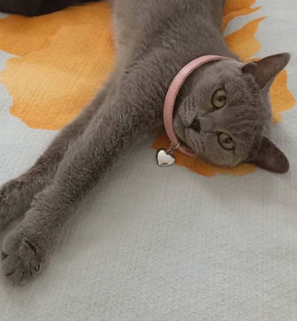 Florin British Shorthair Kedi, Antalya