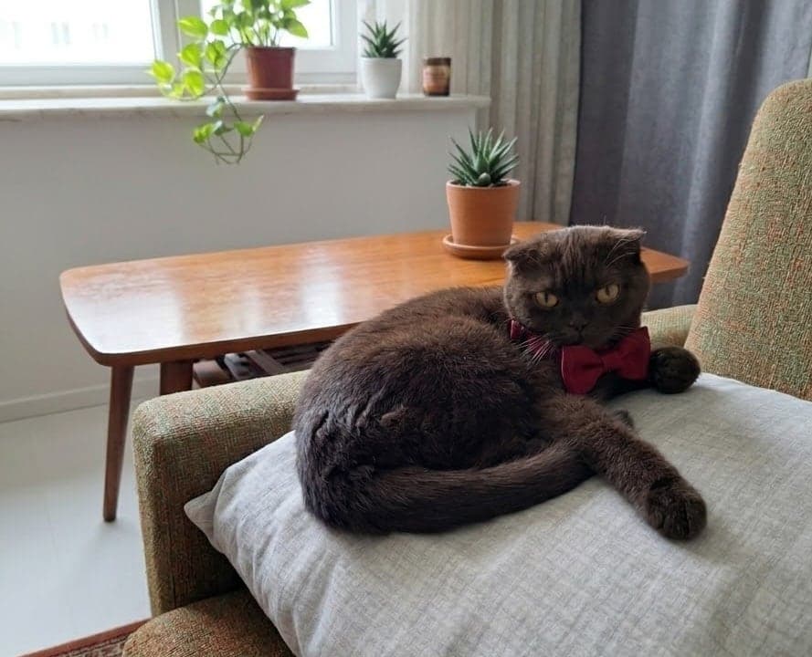 Luisa Scottish Fold Kedi, Antalya