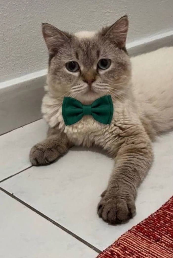 Tom British Shorthair Kedi, Antalya
