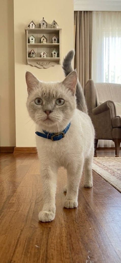 Toby British Shorthair Kedi, Antalya