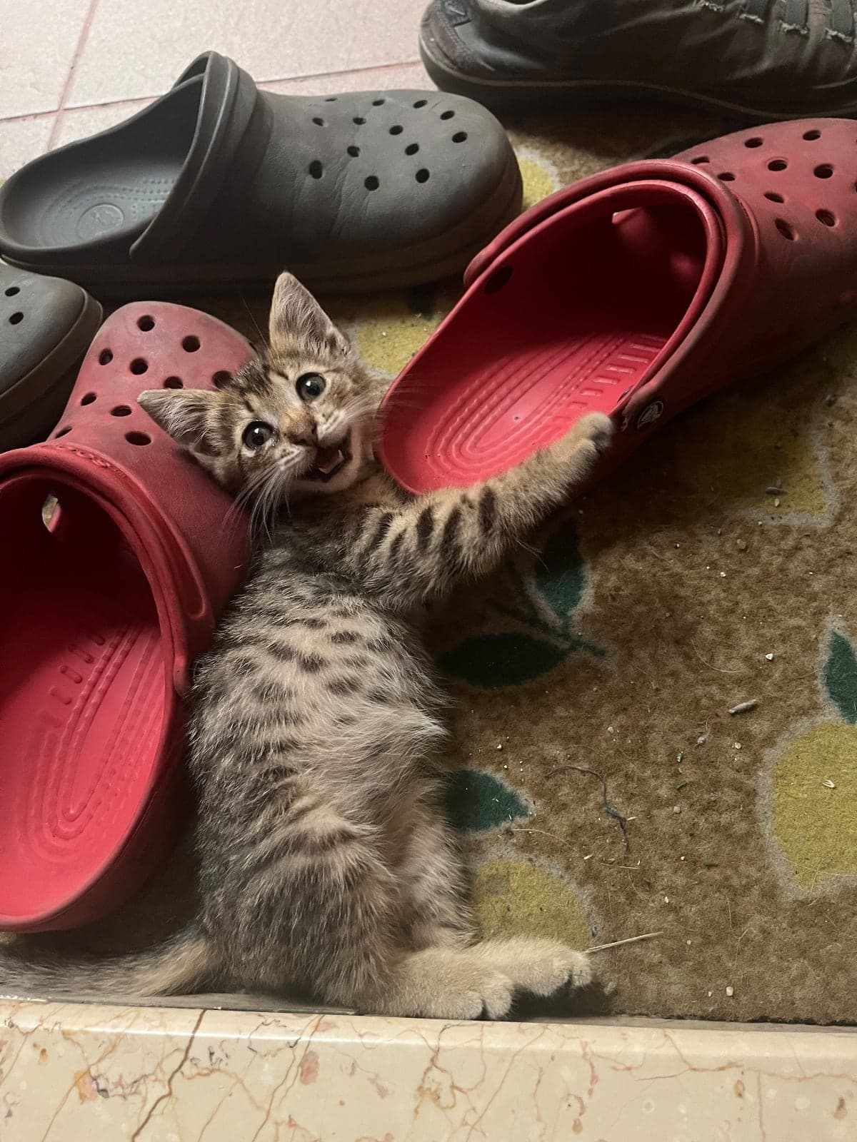 Asuman Tekir Kedi, İstanbul