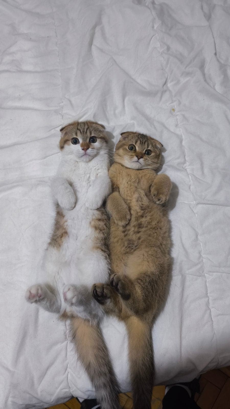 Alp Eren ve Ay peri Scottish Fold Kedi, İstanbul
