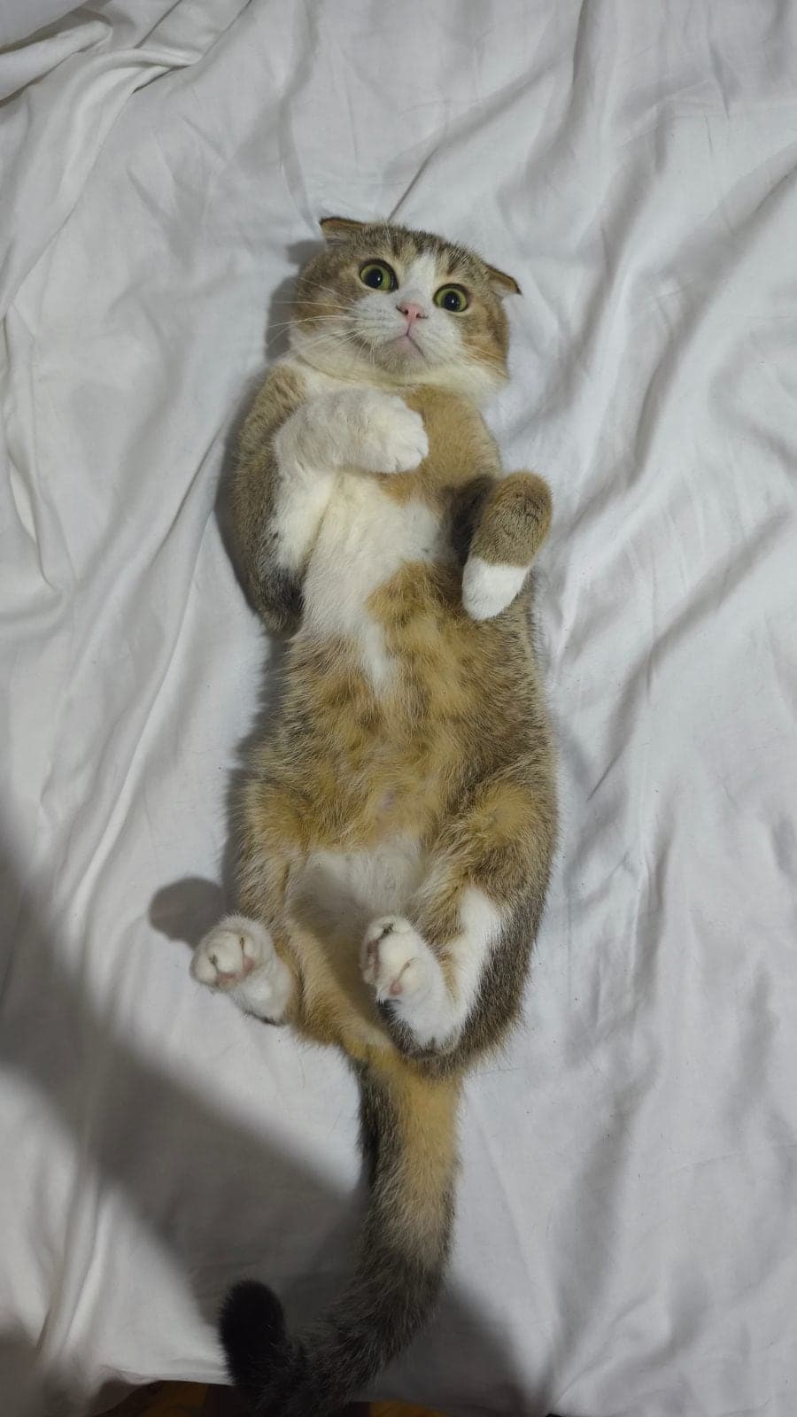 Mete Scottish Fold Kedi, İstanbul