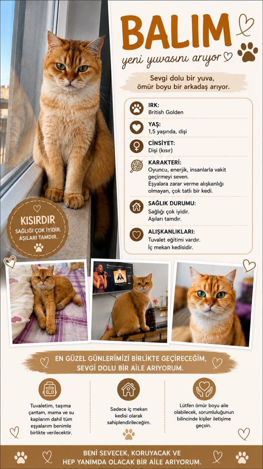 Balım British Shorthair Kedi, Muğla