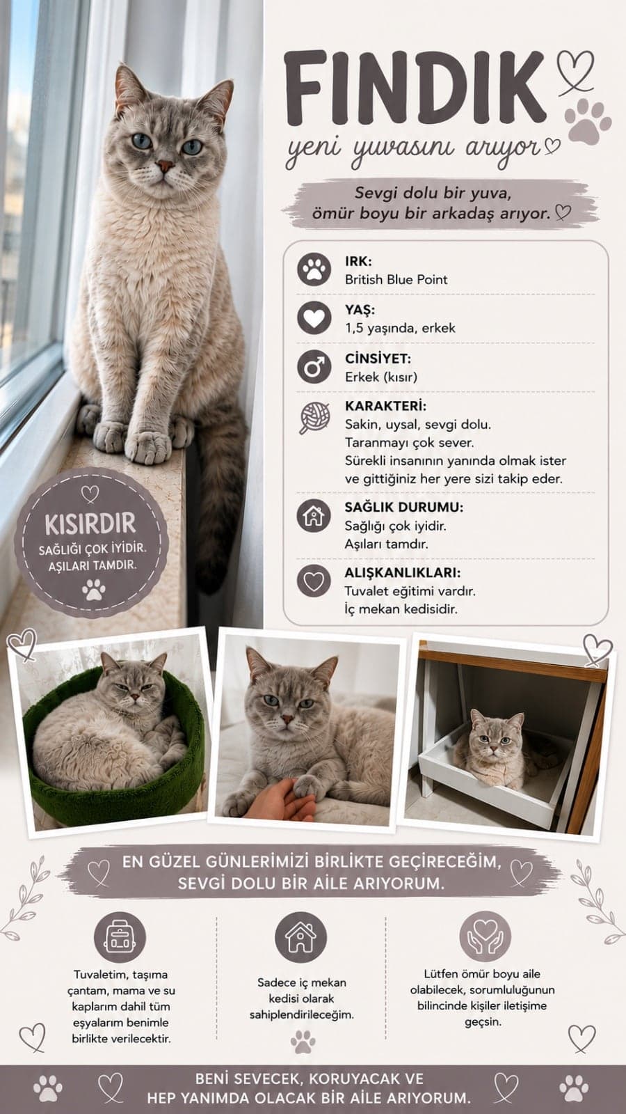 Fındık British Shorthair Kedi, Muğla