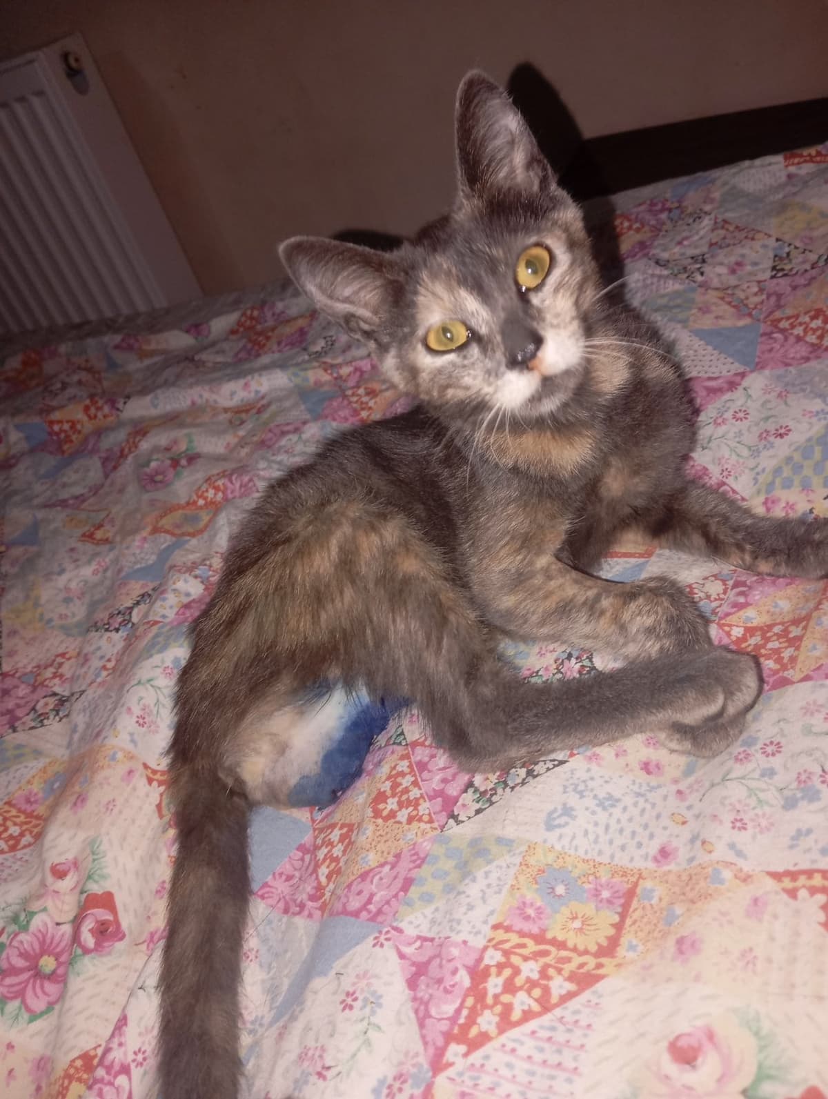 Adı yok Sokak Kedisi Kedi, İstanbul