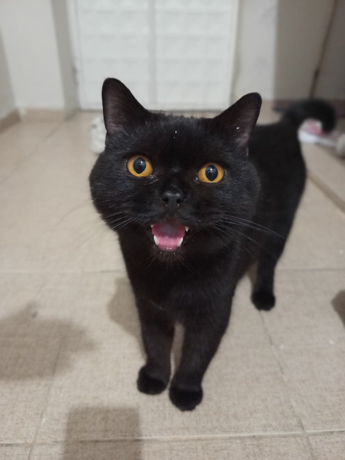 Bilmiyorum British Shorthair Kedi, Adana