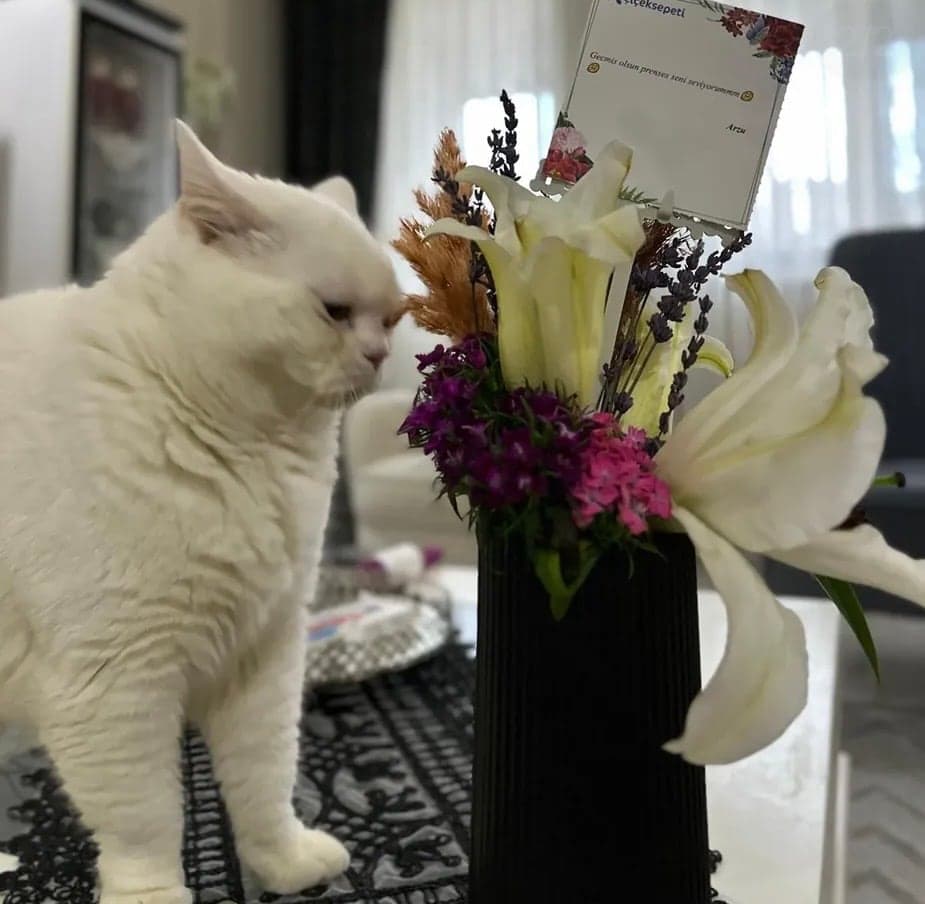 Maya British Shorthair Kedi, Kocaeli
