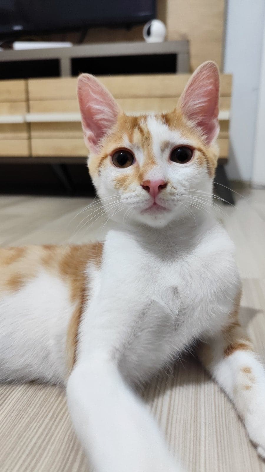 Çakıl Sokak Kedisi Kedi, Bursa