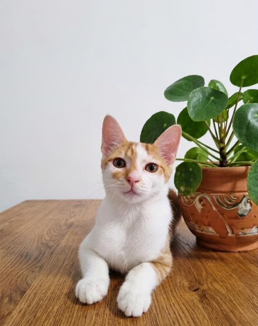 Çakıl Sokak Kedisi Kedi, Bursa