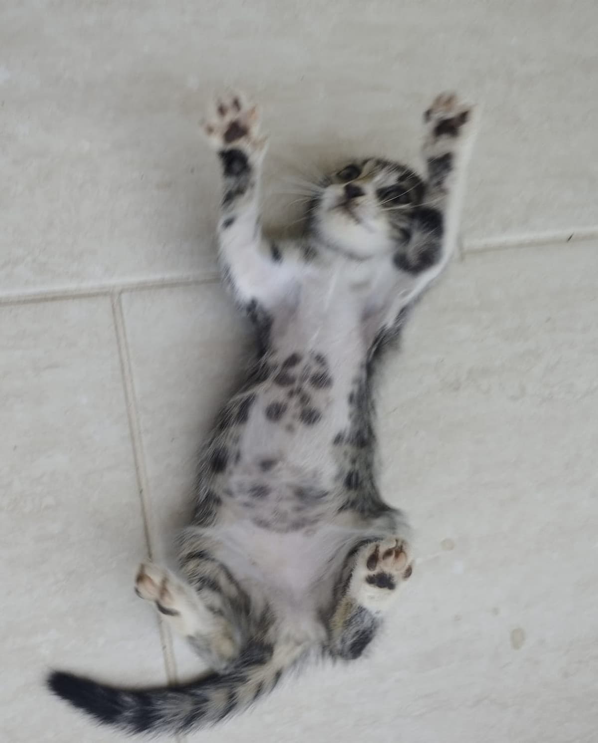 Şanslı Tekir Kedi, Muğla