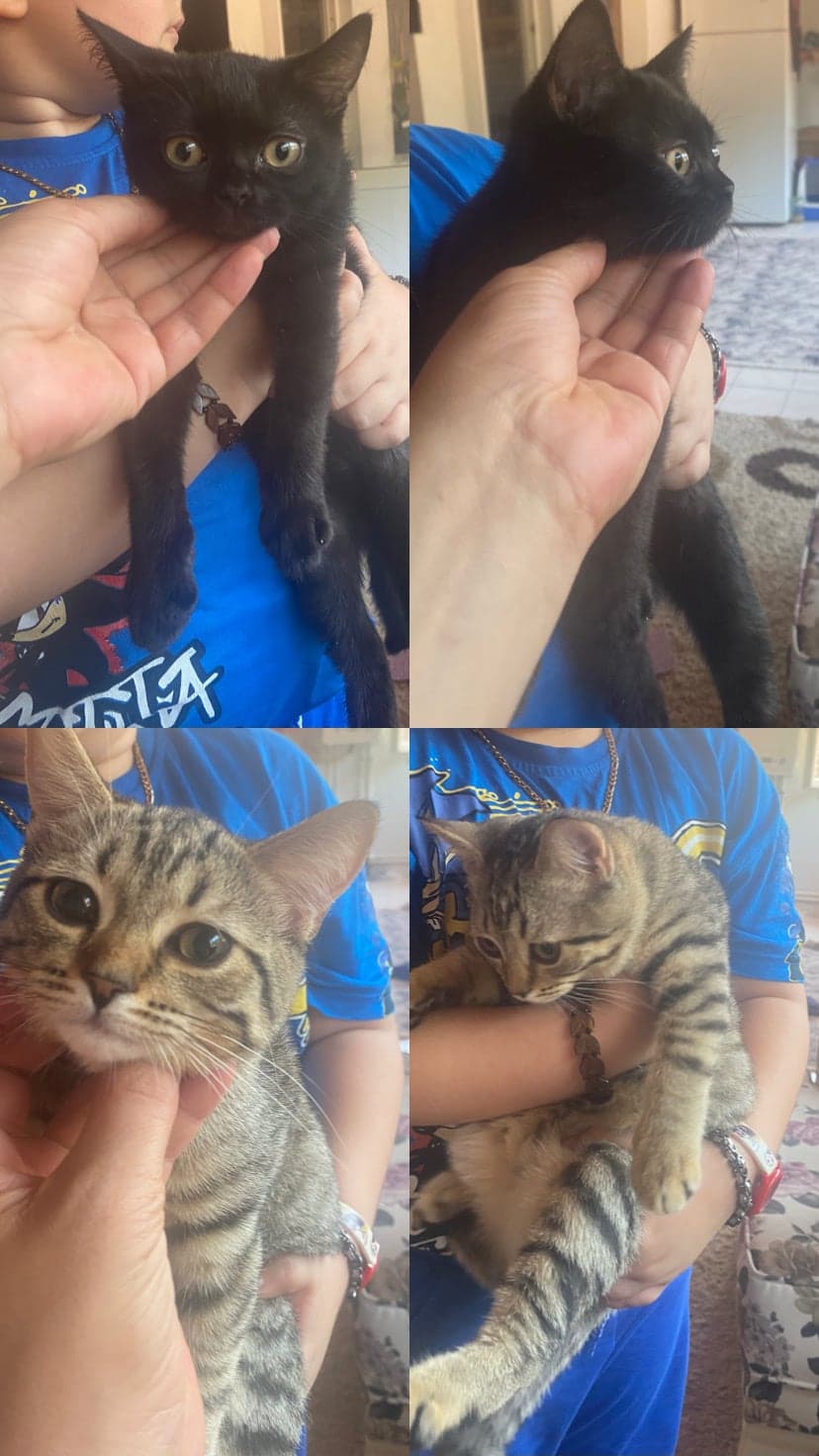 British Melez Kedi, Karabük