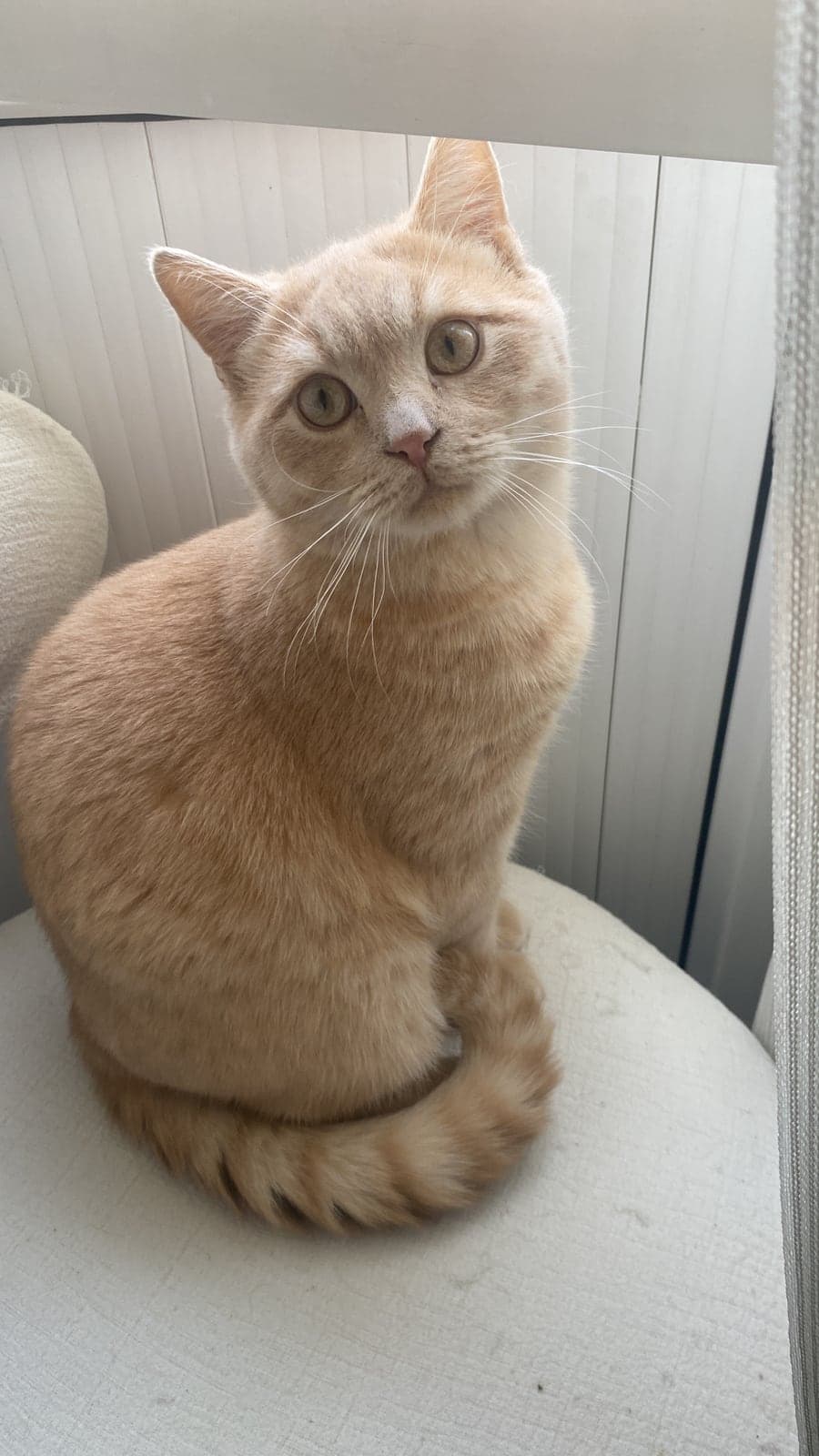 bristh kırma tarcın Bilmiyorum Kedi, Ankara