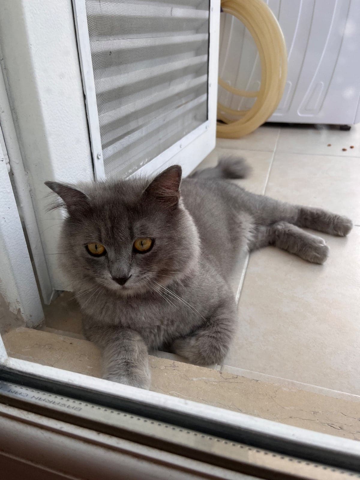 Bilinmiyor British Shorthair Kedi, Adana