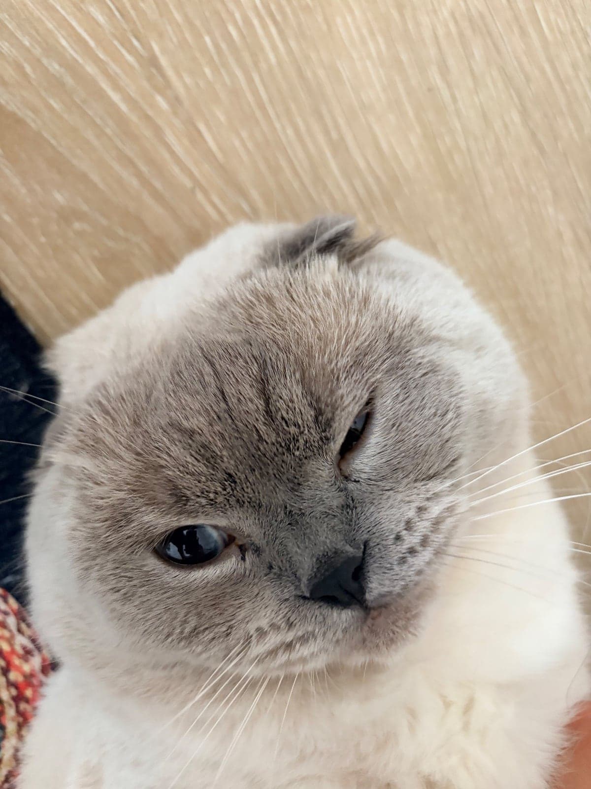 Luna British Longhair Kedi, İstanbul