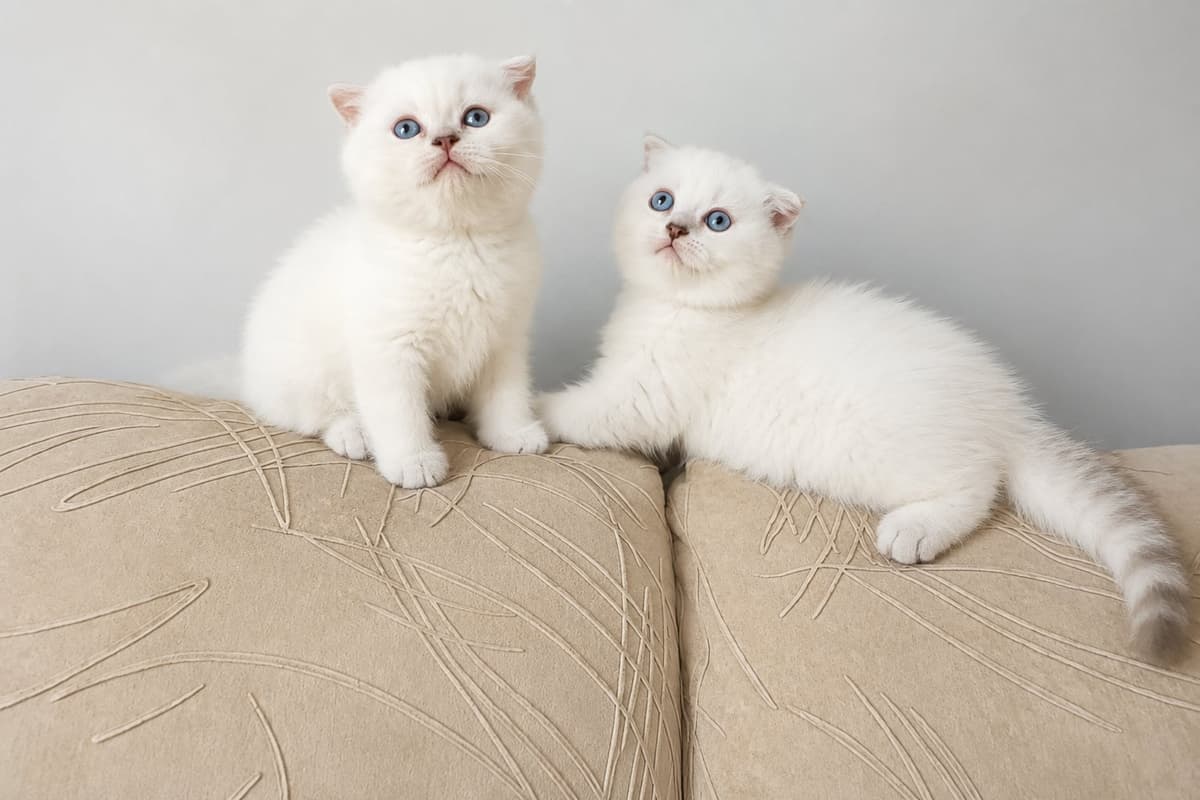 Scotish bluepoint Scottish Fold Kedi, Ankara