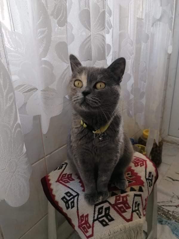 MONICA British Shorthair Kedi, Antalya