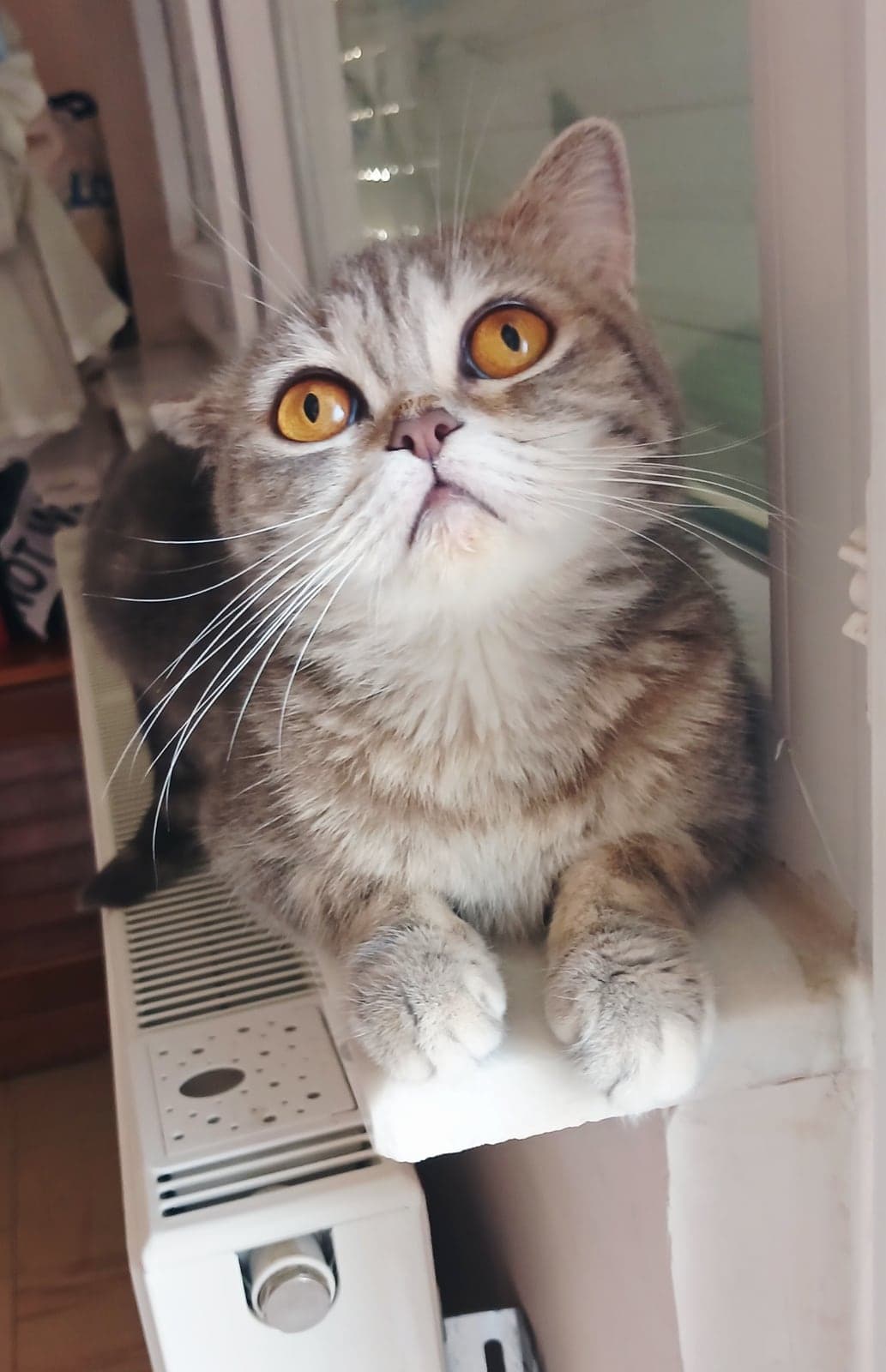 Arya Scottish Straight Kedi, Antalya