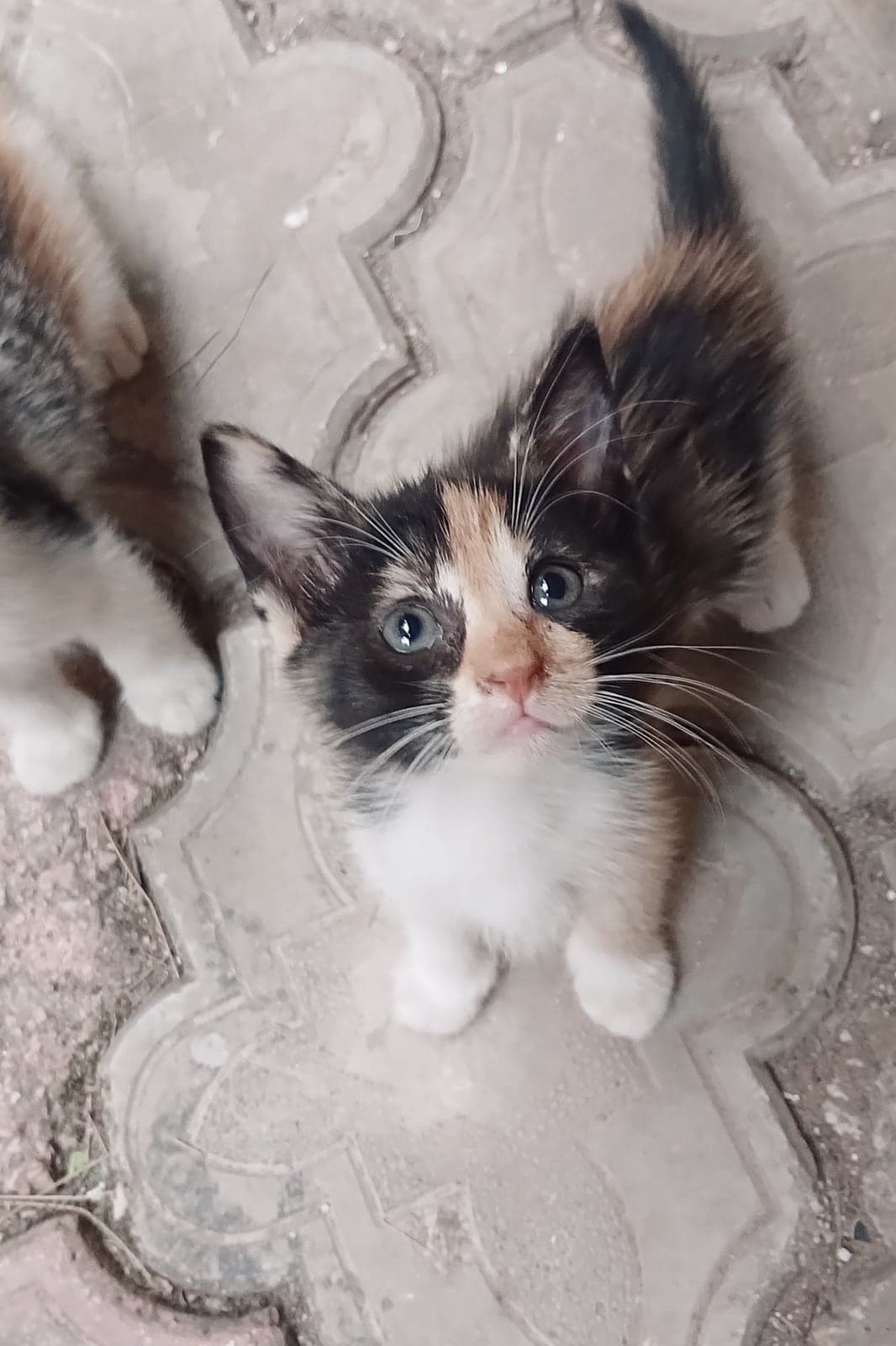 Minikler Sokak Kedisi Kedi, Antalya