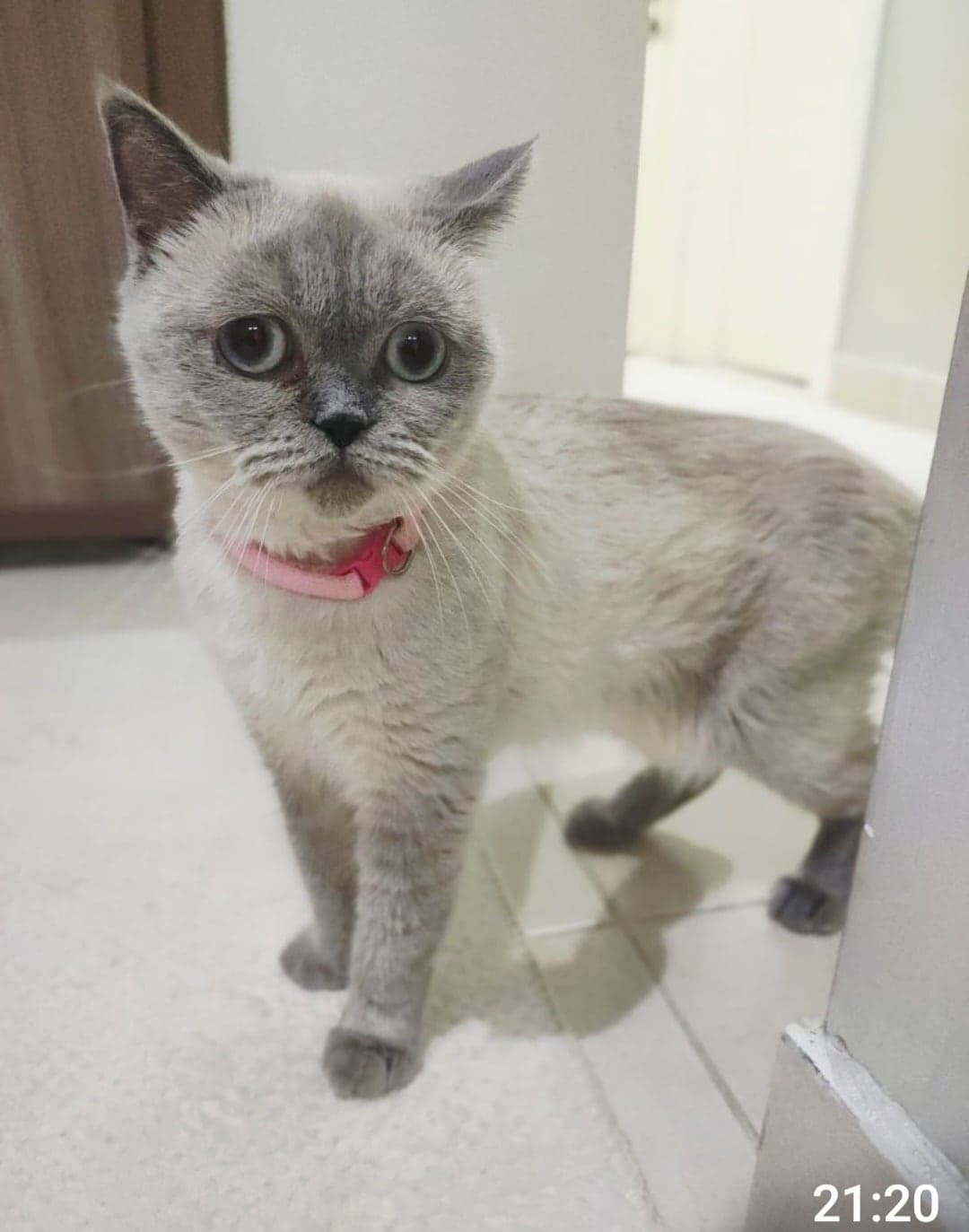 Mia Scottish Fold Kedi, Antalya