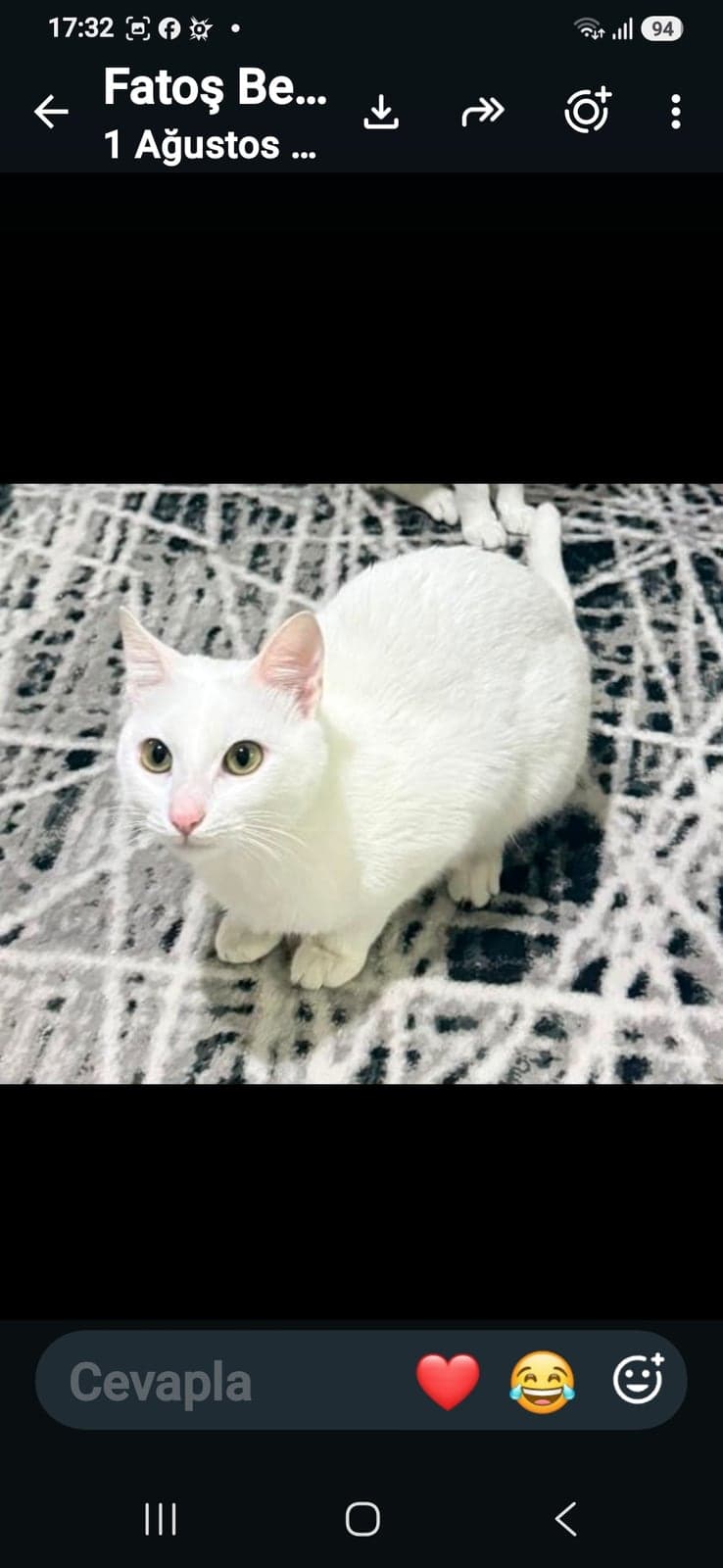 Pamuk Ankara Kedisi Kedi, Antalya