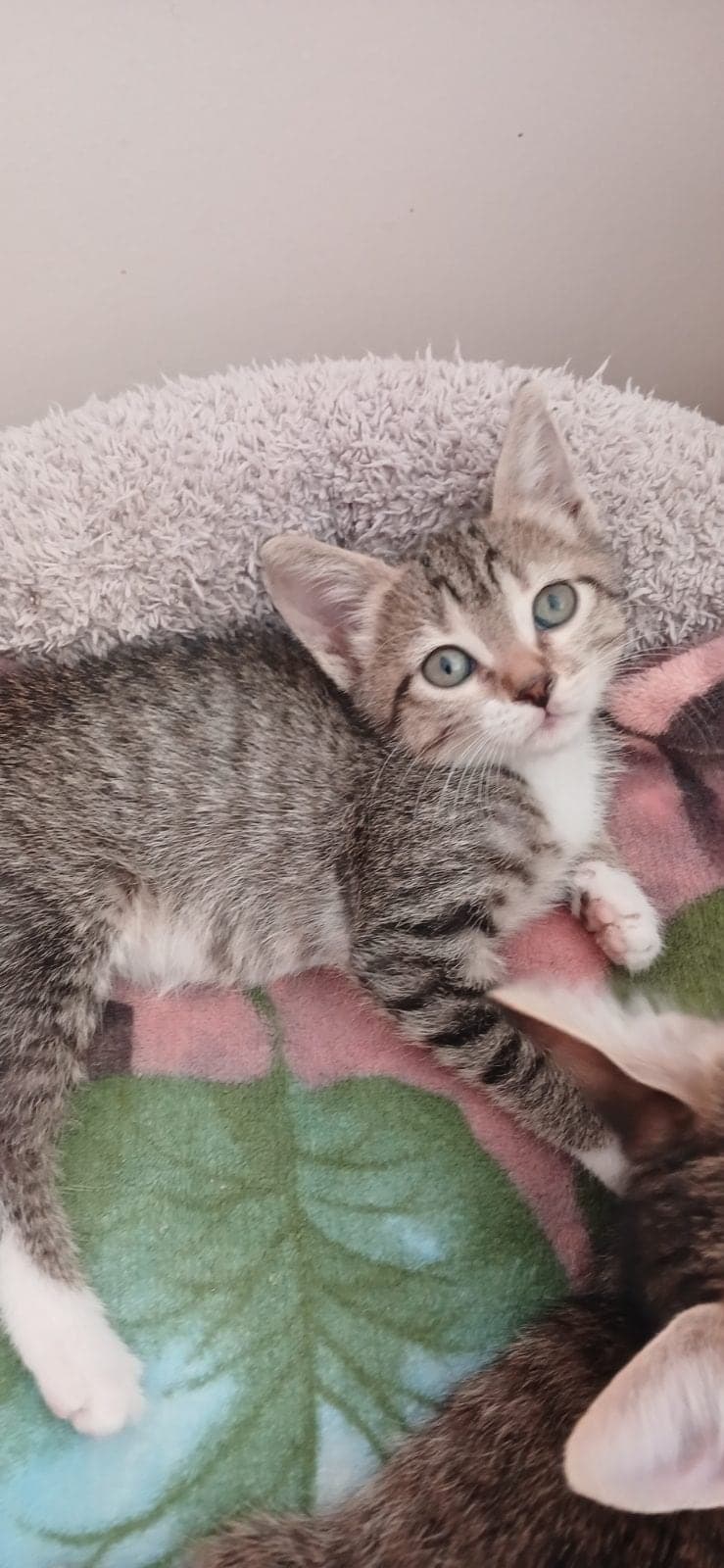 Tina,Ares,mars Tekir Kedi, Antalya