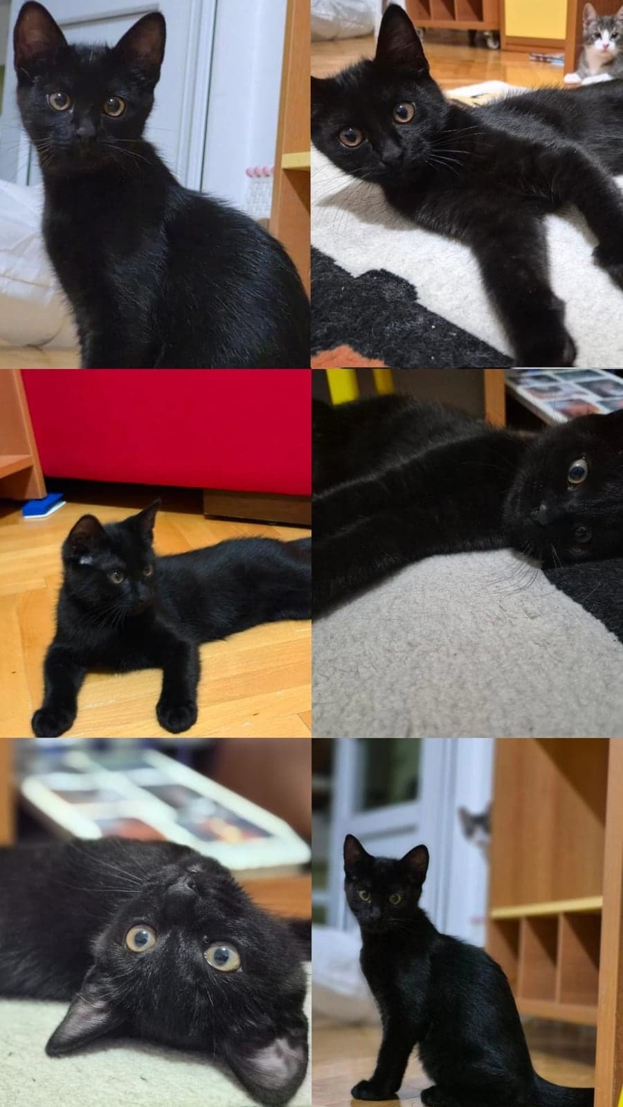 Karam Melez Kedi, Ankara